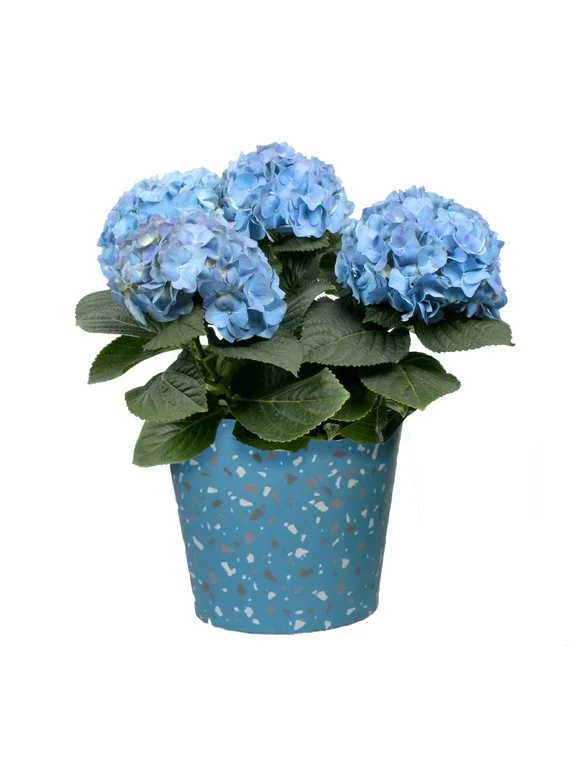 Better Homes & Gardens 6.5-Inch Assorted Easter Hydrangea Live Plant with Decorative Pot