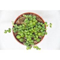 Succulent 'String of Pearls' / 4" Pot / Live Home and Garden Plants