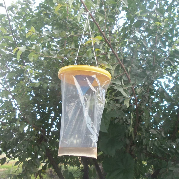 Trap Red Ultimate The Catcher Top Drosophila Catcher Fly Fly Other