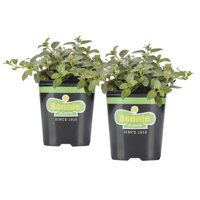 Bonnie Plants Peppermint 19.3 oz. 2-pack