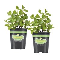 Bonnie Plants Spearmint 19.3 oz. 2-pack