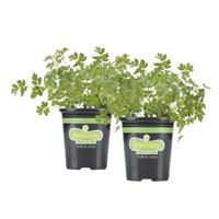 Bonnie Plants Italian (Flat) Parsley 19.3 oz. 2-pack