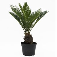 Costa Farms Live Indoor 12in. Tall Green Sago Palm Tree, Full Sun, Plant in 6in. Grower Pot
