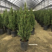Flowerwood Outdoor Live Dwarf Alberta Spruce Evergreen Tree 2.5 Qt