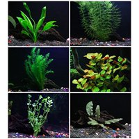 Aquarium Plants Discounts 25 stems 6 species Live Aquarium Plants Package Anacharis