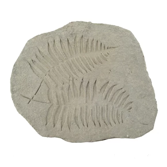 Concrete Fossil Accent Stone with Fern Leaves Imprint, Gray- Saltoro Sherpi