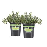 Bonnie Plants English Thyme 19.3 oz. 2-pack