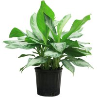 Costa Farms Live Indoor 2ft. Chinese Evergreen, Grower Pot