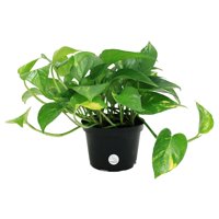 Costa Farms Live Indoor 10in. Tall Pothos Plant in 6in. Grower Pot