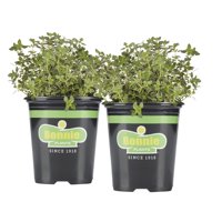 Bonnie Plants Lemon Thyme 19.3 oz. 2-pack