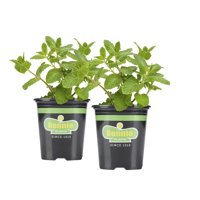 Bonnie Plants Sweet Mint 19.3 oz. 2-pack