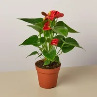 Anthurium 'Red' - 4" Pot