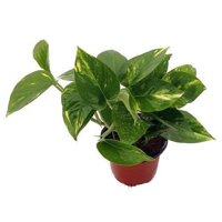 Golden Devil's Ivy - Pothos - Epipremnum - 3.5" Pot - Very Easy to Grow