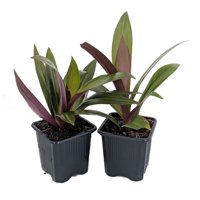 Purple Moses in the Cradle Plant - Rheo discolor - 2 Pack 3" Pots - House Plant