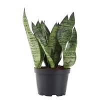 Delray Plants Snake Plant (Sansevieria) Easy to Grow Live House Plant, 6 inch Grower Pot