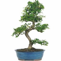 Brussel's Chinese Elm Bonsai - X Large - (Outdoor)