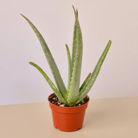 Aloe Vera - 4" Pot