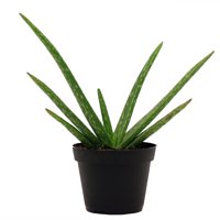 Costa Farms Live Indoor 7in. Tall Green Aloe Vera Succulent, Full Sun, Plant in 4in. Grower Pot